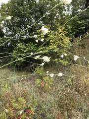 Oenothera glaucifolia