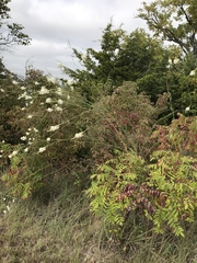 Oenothera glaucifolia