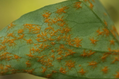 Puccinia oxalidis