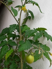 Solanum lycopersicum