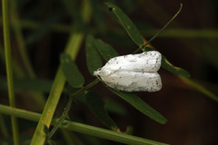 Acleris logiana