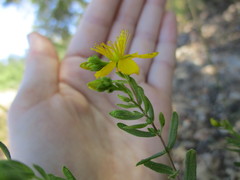 Hypericum perforatum perforatum