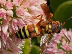 Pterocheilus