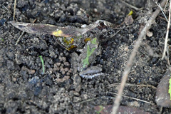 Acris blanchardi