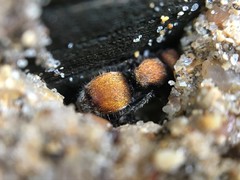 Pseudomethoca propinqua