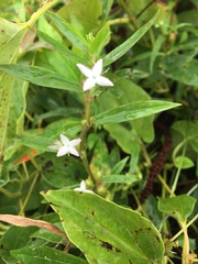 Diodia