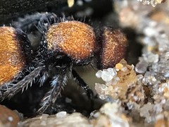 Pseudomethoca propinqua