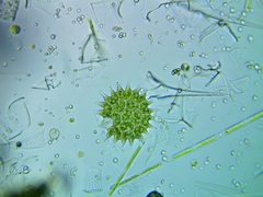 Pseudopediastrum boryanum