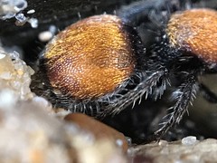 Pseudomethoca propinqua