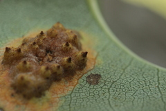 Gymnosporangium sabinae