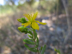 Hypericum perforatum perforatum