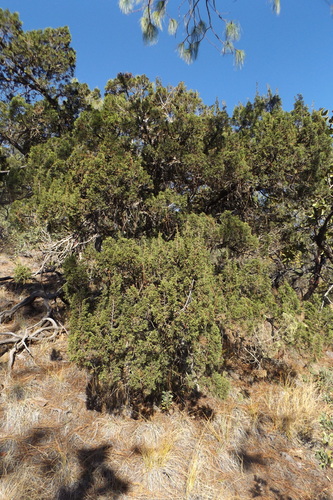 Image of Juniperus durangensis by (c) Dante S. Figueroa, some rights reserved (CC BY-SA)