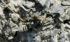 Cicindela limbalis