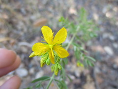 Hypericum perforatum perforatum