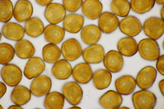 Gymnosporangium sabinae