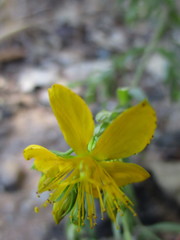 Hypericum perforatum perforatum
