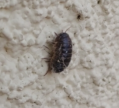 Armadillidium vulgare
