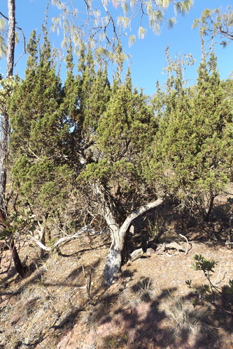Image of Juniperus durangensis by (c) Dante S. Figueroa, some rights reserved (CC BY-SA)