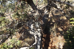Juniperus durangensis