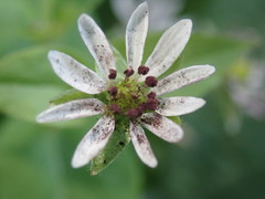 Microbotryum stellariae