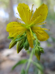 Hypericum perforatum perforatum