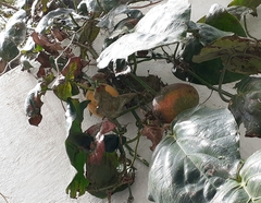 Passiflora ligularis