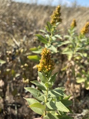 Solidago mollis