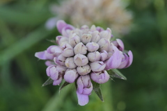 Knautia arvensis
