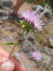 Monardella sheltonii