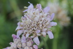 Knautia arvensis