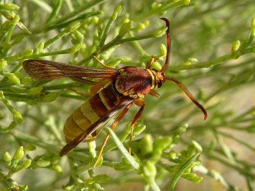 Western Poplar Clearwing Moth photo 4