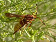 Paranthrene robiniae