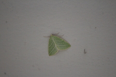 Synchlora bistriaria