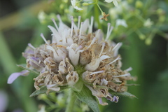Microbotryum scabiosae