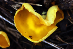 Sowerbyella imperialis