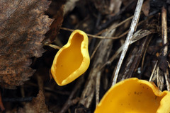 Sowerbyella imperialis