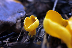 Sowerbyella imperialis