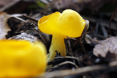 Sowerbyella imperialis