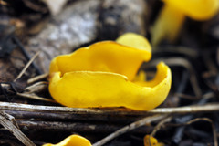 Sowerbyella imperialis