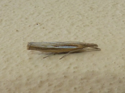 Common Grass-veneer photo 3