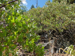 Arctostaphylos viscida