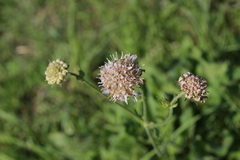 Knautia arvensis