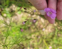 Agalinis homalantha
