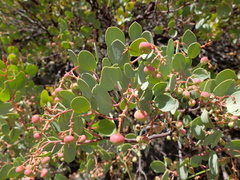 Arctostaphylos viscida