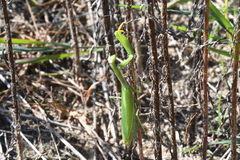 Mantis religiosa