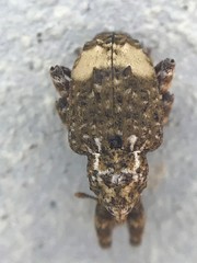 Conotrachelus albicinctus