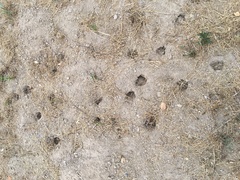 Microtus californicus