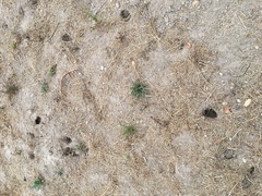 Microtus californicus