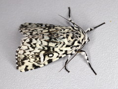 Trichosea ludifica