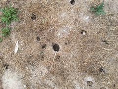 Microtus californicus